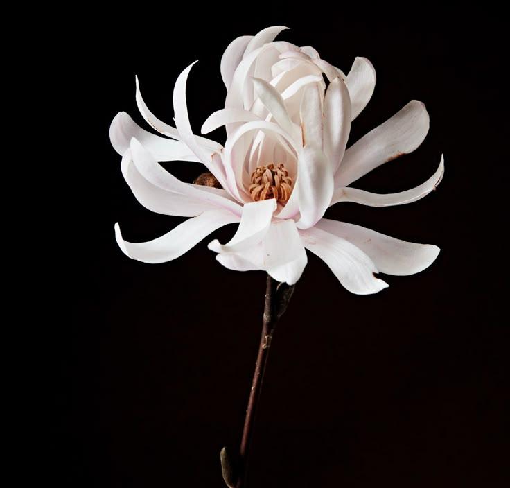 Secret Sonata of Blooming Fragrance